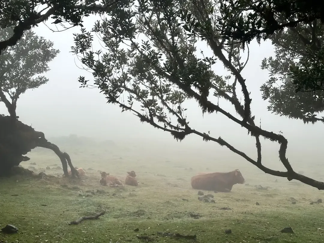 Feature photo — laurisilva forest